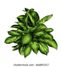 Aglaonema Flower Sketch Vector Graphics Color: เวกเตอร์สต็อก (ปลอดค่าลิขสิทธิ์) 666891217 ...