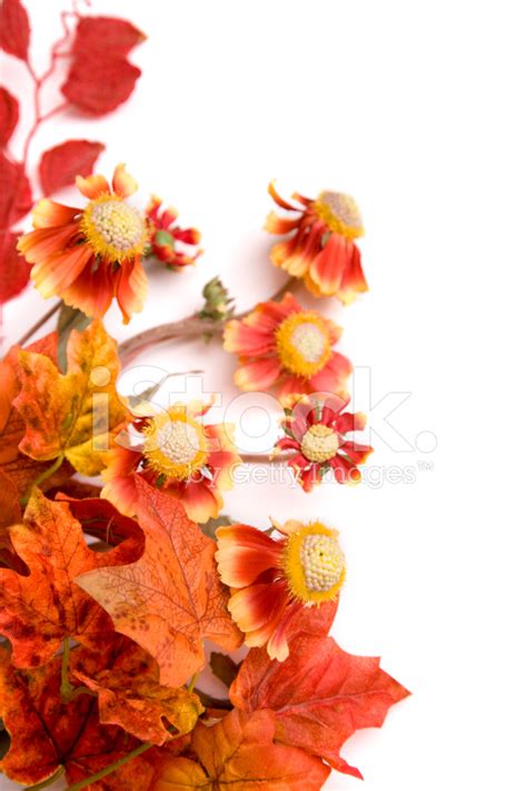 Autumn Floral Border (xxl) stock photos - FreeImages.com