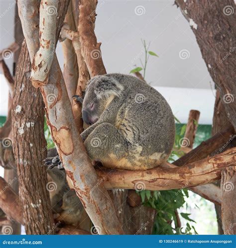 Cute Koala Bear Resting and Sleeping on Tree in Zoo. Stock Image ...