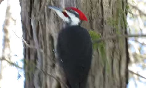 Pileated Woodpecker “drumming” : r/Damnthatsinteresting