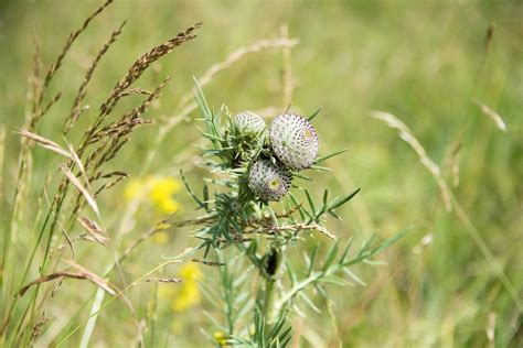 Wool Head Creeping Thistle - Free photo on Pixabay