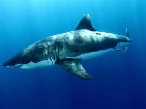 Great White Sharks | Species | WWF