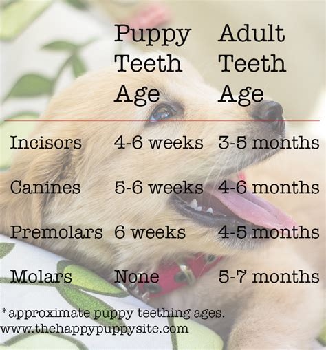 Puppy Teeth and Teething: What To Expect? - The Happy Puppy Site