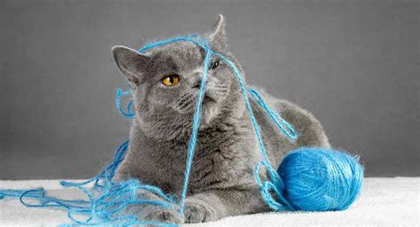 British Blue Cat Names - With These Ideas You'll Be Anything But Blue!