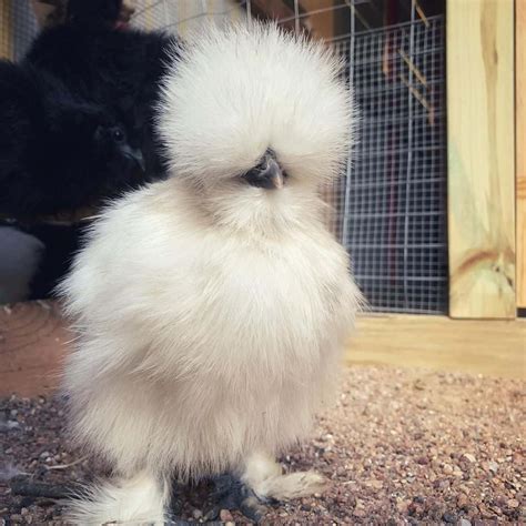 Silkie Chickens: Eggs, Height, Size and Raising Tips