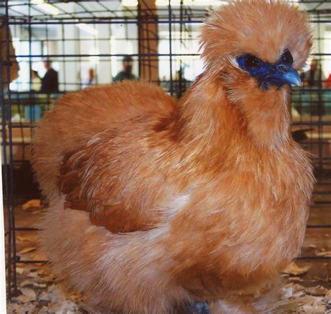 Buff Silkie Bantam Chicks - Baby Chickens for Sale | Cackle Hatchery