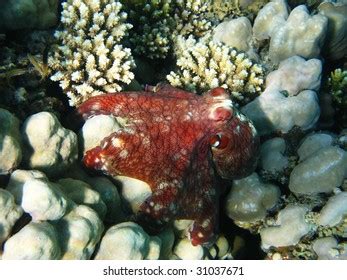 Coral Reef Octopus Stock Photo 31037671 | Shutterstock