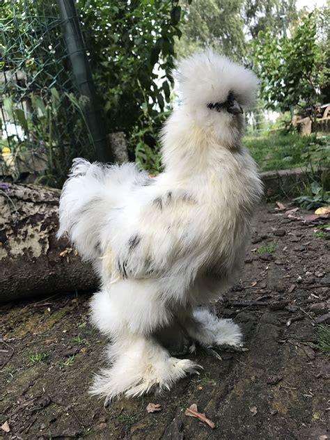 Young silkie rooster | Fancy chickens, Silkie chickens, Pet chickens