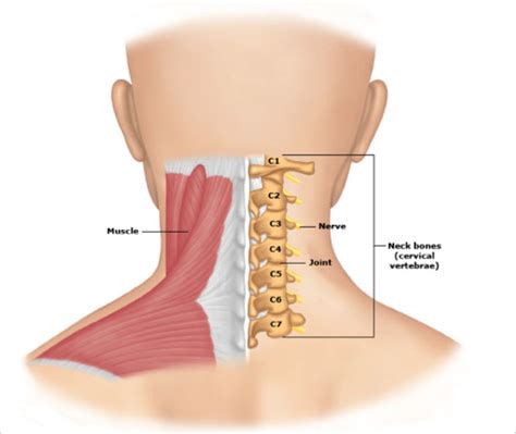 Neck Pain Back Of Neck Anatomy / Maybe you would like to learn more about one of these?