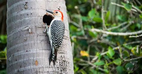 Woodpecker Behavior - AnimalBehaviorCorner