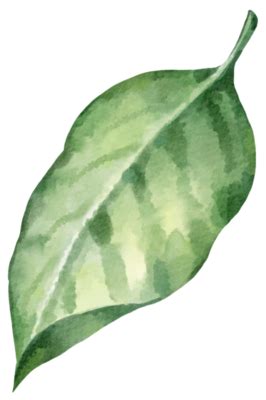 Leaf Watercolor PNGs for Free Download