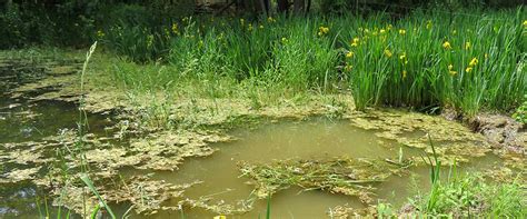 Pond Weed & Plant Identification Guide - Hydrosphere Water Gardens