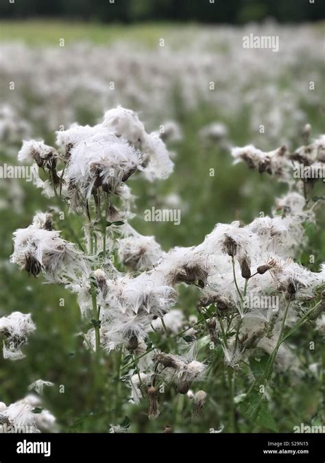 Creeping Thistle Gone to Seed Stock Photo - Alamy