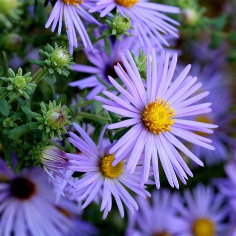 11 Top Plants For Fuss-Free Native Prairie Gardens | The Family Handyman