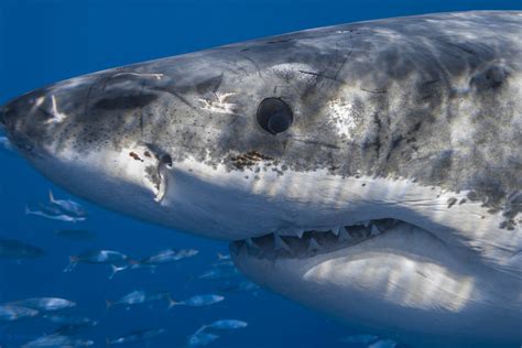 Great white shark eye | Close-up of shot of a male great whi… | Flickr