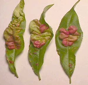 Peach leaf curl | Backyard Farmer | Nebraska