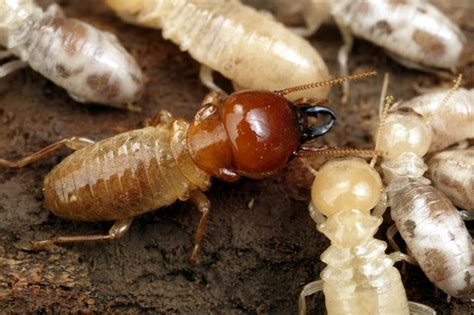 Termite Protection Services – Alpine Exterminating