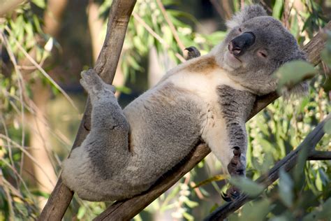 Australia, il koala Anwen e altri esemplari sono finalmente liberi | Ohga!