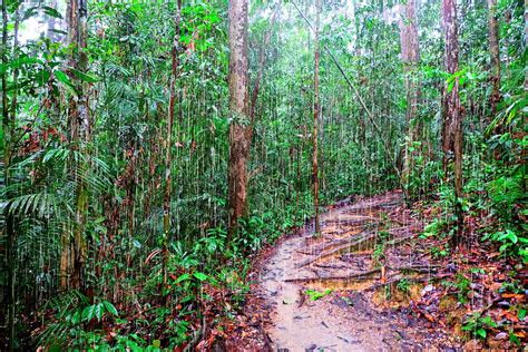 Malaysia, Sarawak, Rainforest Reserve Digital Art by Uwe Niehuus