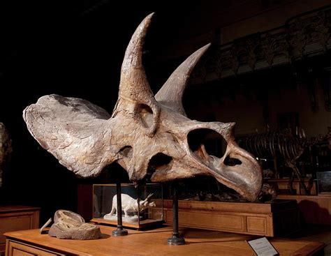 Triceratops Fossil