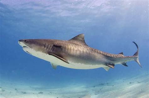 File:Tiger shark(2).jpg - Wikimedia Commons