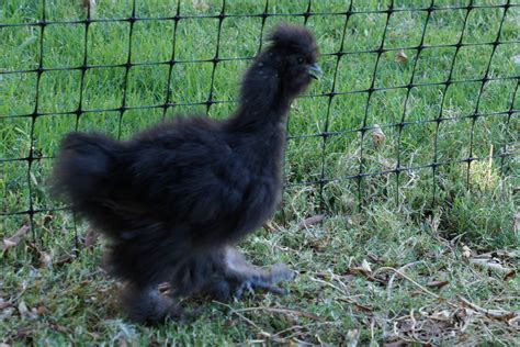 Silkie Rooster - Chickens, Eggs and Hatching - Omlet Club