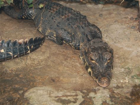 The Online Zoo - African Dwarf Crocodile