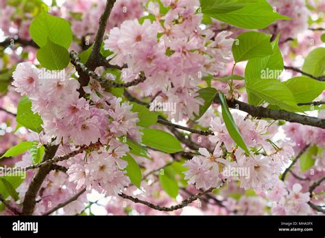 Japanese sakura tree blossom in spring time. Nature background with pink cherry flowers and ...