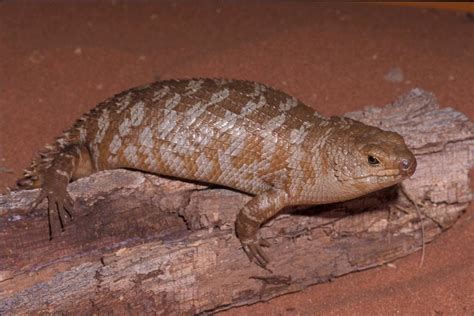 #Threatened Species of the week: Western Spiny-tailed Skink - NACC - Northern Agricultural ...