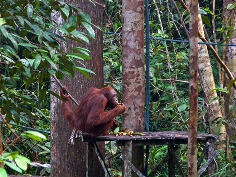 Visiting Orangutans in Borneo - Travelling in Sarawak, Malaysia