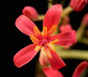 Jatropha cathartica - Wikimedia Commons