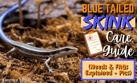 Blue Tailed Skink Care Guide (Needs & FAQs Explained + Pics)