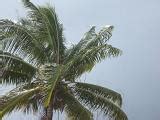 Free Stock photo of beach and palms | Photoeverywhere