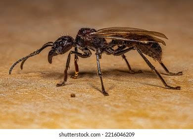 Adult Bullet Ant Queen Species Paraponera Stock Photo 2216046209 | Shutterstock