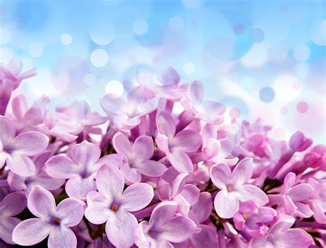 1920x1080px | free download | HD wallpaper: pink flowers, glare, background, blue, beautiful ...