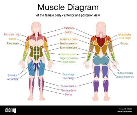 Anatomy Of The Female Body Muscles