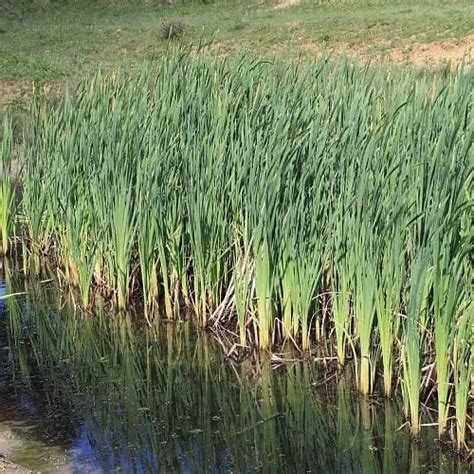 How to Control Pond & Lake Weeds (Best Methods) - Pond Informer