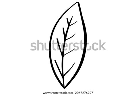 Hand Drawn Leaf Outline Leaf Stock Vector (Royalty Free) 2067276797 | Shutterstock