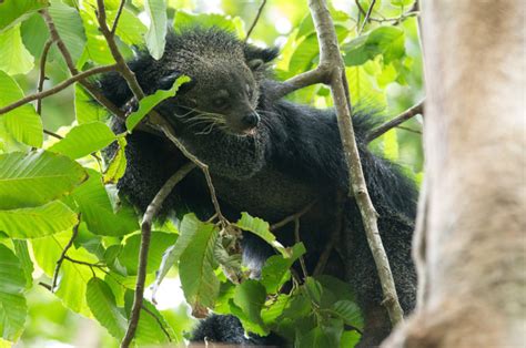 28 Incredible Borneo Animals and the Best Places to See Borneo Wildlife