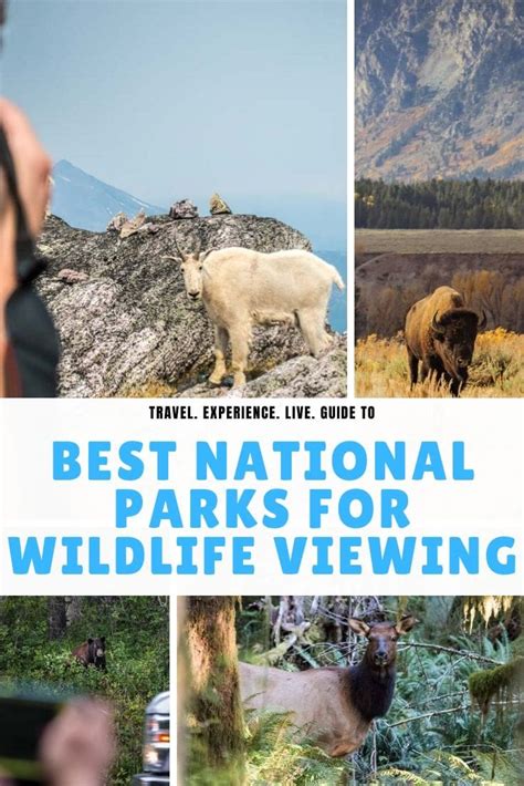 15 Best U.S. National Parks for Wildlife Watching | National Parks Blog