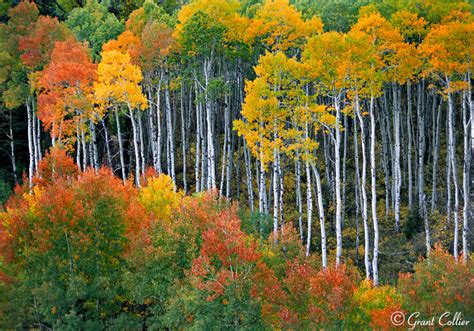 Aspen Fall Foliage 2024 - Joane Lyndsay