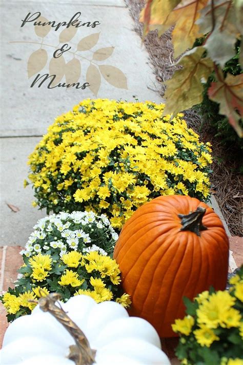 Fall Front Porch: Mums + Pumpkins - Refresh Restyle