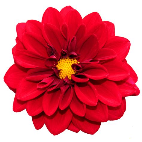 Flower Png : Flower PNG Transparent Flower.PNG Images. | PlusPNG - Open one with any browser or ...