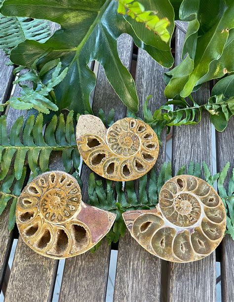 Ammonite Fossil Nautilus Fossil Serpent Stones Snakestone - Etsy ...