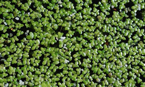 DUCKWEED | Pond Weed Identification | The Aqua Contractor