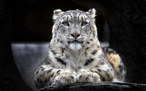 Snow Leopard 2, HD Animals, 4k Wallpapers, Images, Backgrounds, Photos and Pictures