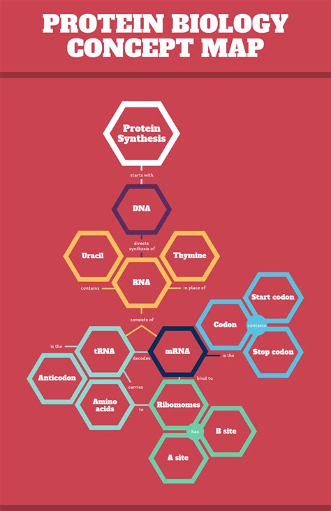 Protein Biology Concept Map Template Mindmap Mindmapideas Images