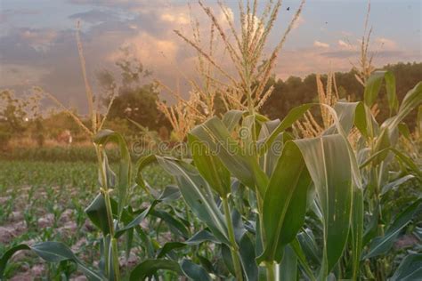 Beautiful Sunset in the Evening Over the Corn Field. Stock Image - Image of nature, feed: 191069383