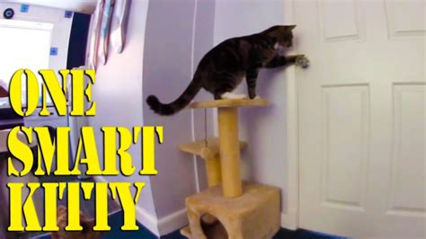 CATS VS DOGS -- THE ULTIMATE INTELLIGENCE CHALLENGE! - YouTube