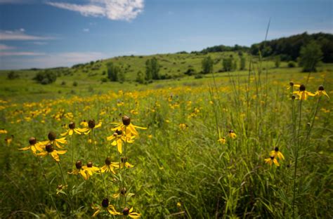 Prairie Ecosystem: A Journey Through the Heart of Nature"s Untamed Beauty